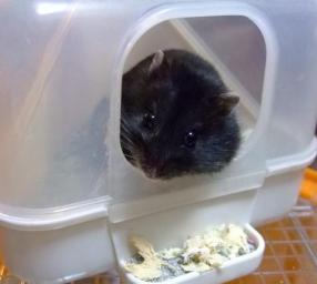 にこいちラスト４