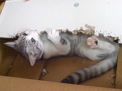 ダンボールかじり虫