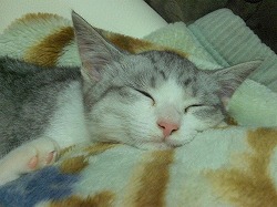 ブログもおやすみ・・・ｚｚｚ