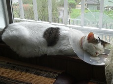 平和なエリザベス？