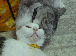 ヘッドロック！！