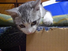 ダンボールかじる猫