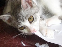 ファックスされた用紙