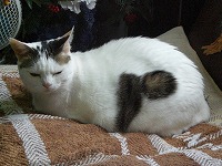 フテクサれおとめ