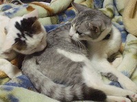 小梅のお尻ナメナメ