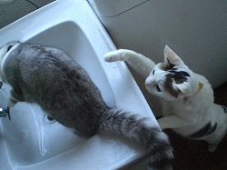 おとめ洗面台を覗く