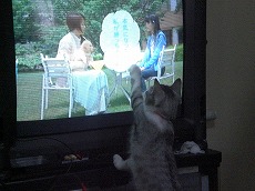 テレビは不思議？