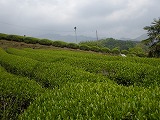 山一面の茶畑