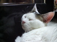 ストーブに頬ズリ