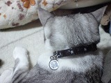 小梅と首輪