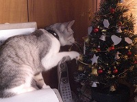 ツリーと小梅１