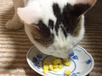 好物ゆでもろこし