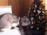 ツリーと小梅２