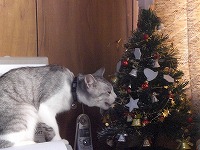 ツリーと小梅３