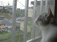 雷なんてへっちゃら小梅