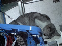 物干しに・・・