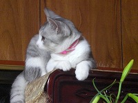 仏壇の上に・・・