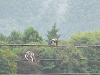 ひとっ風呂浴びたツバメ