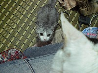 膝上のおとめにまで・・・