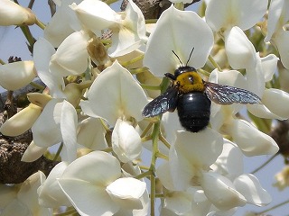 藤と蜂