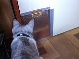 猫だけドアー♪