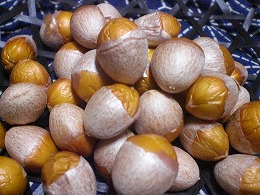 銀杏（殻の中）