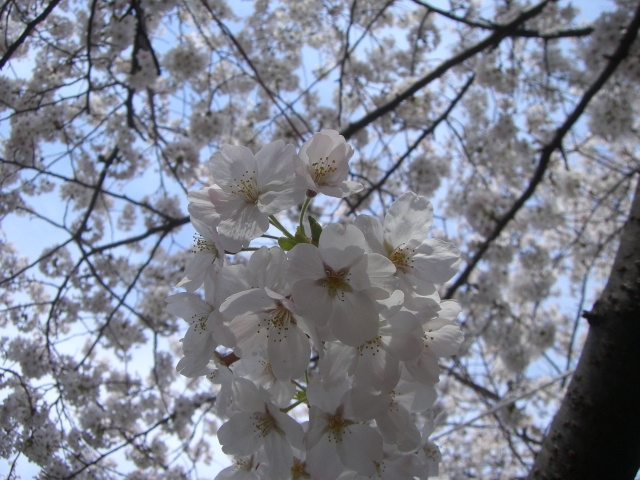 桜