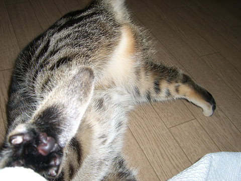 かりん　捕まえてくるっ！.jpg