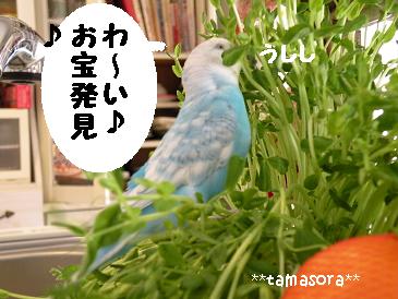 お宝発見♪2009.1.17.JPG