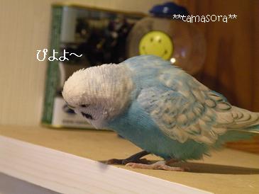 そらぴ♪2008.11.27.JPG