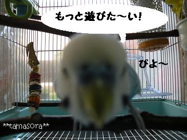 そらぴのアップ☆2009.1.18.JPG