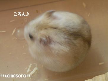 ころん・・・.JPG