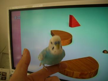 とびこみそらぴ３.JPG