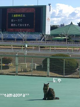 大井の猫★2009.1.13.JPG