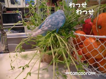 わっせわっせ.JPG