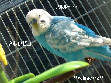 最後の日光浴♪2008.12.31.JPG
