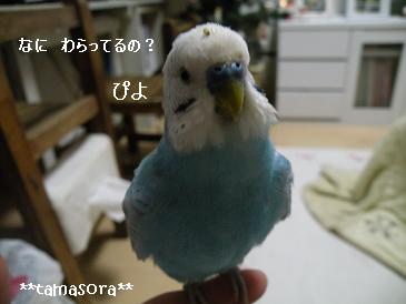 えさのっけそらぴ♪♪2008.11.20.JPG