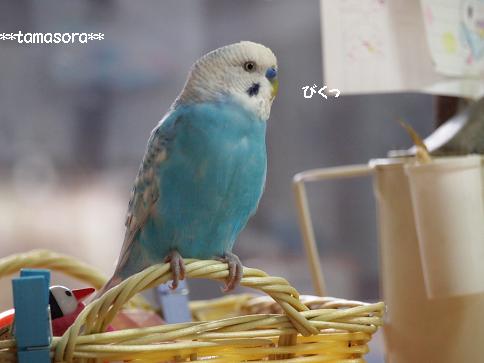 びくっ.JPG