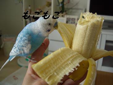 ばななとそらぴ.JPG