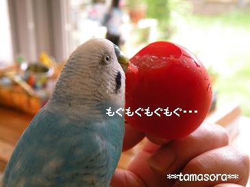 トマトを食べる。2009．6.10.JPG