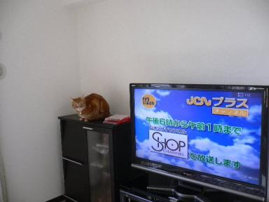 ねこ 2636.jpg