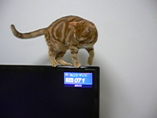 ねこ 286.jpg