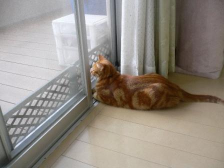 ねこ 1821.jpg