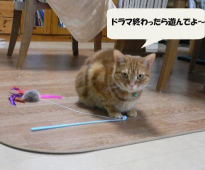 ねこ 3379のコピー.jpg