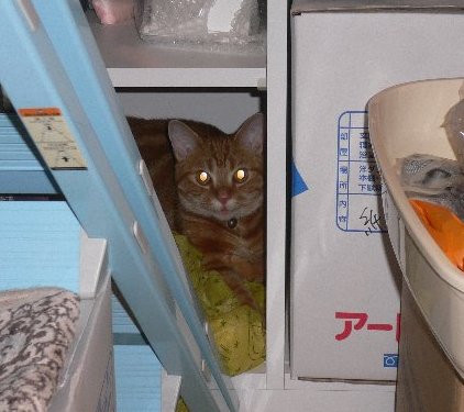 ねこ 1624.jpg