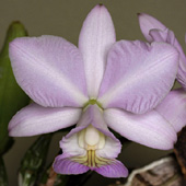 C. nobilior var. amaliae JP