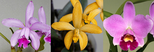 C.インターメディア / C.[L.]ブリゲリー / C.[L.]プミラ