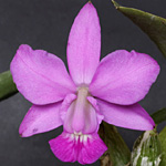 C. ワルケリアナ