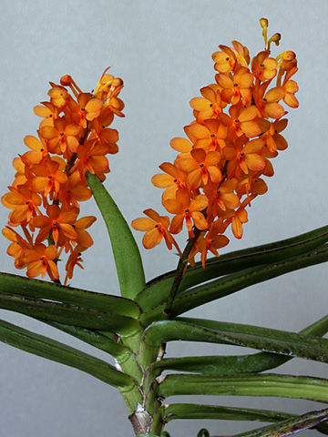 Asctm. ミニアタム