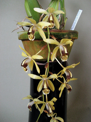 Coel. マッサンゲアナ